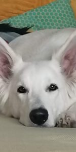 Flocke-1 Schulhund Flocke